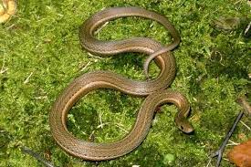 Their color can vary a lot, from brown to grey or yellowish, with lighter stripe or row of spots along the sides. Shorthead Gartersnake Pa Herp Identification