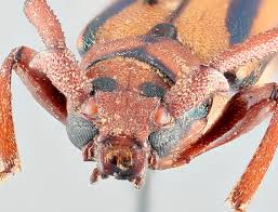 Image result for Scleria globonux