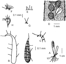 Image result for Grammitis cryptophlebia