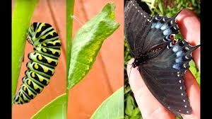 The process of a butterfly emerging from its chrysalis is called eclosion. Shocking Catterpillar Black Swallowtail Youtube