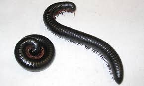 Black African millipede