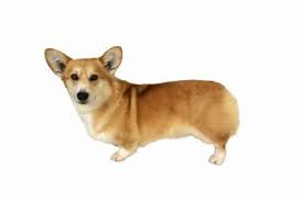 First and foremost, think about why you want it done. Are Corgis Born Without Tails