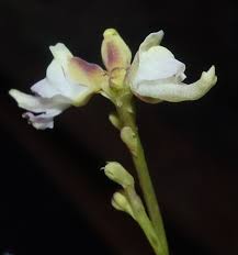 Image result for Clerodendrum tricholobum