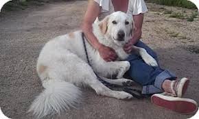 The golden pyrenees is a mix between a golden retriever and great pyrenees. Winter Park Co Great Pyrenees Golden Retriever Mix Meet Archer A Dog For Adoption Dog Adoption Great Pyrenees Kitten Adoption