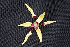 Image result for Artabotrys likimensis