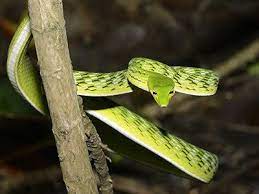 Big Eye Green Whip Snake Ahaetulla Mycterizans Snake Big Eyes Green