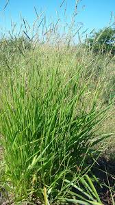 Image result for Urochloa brizantha