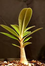 Image result for Adenium swazicum