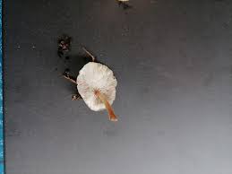 Image result for Satyrium kitimboense