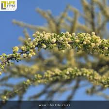 Image result for Searsia leptodictya