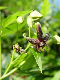 Image result for Periploca