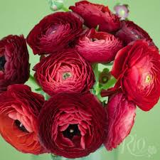 Maybe you would like to learn more about one of these? Rio Roses Red Ranunculus Wholesale Flowers Christmas Flowers Beautiful Flowers