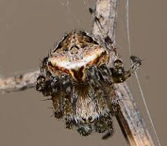 Image result for Centema subfusca