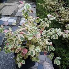 Image result for Bridelia