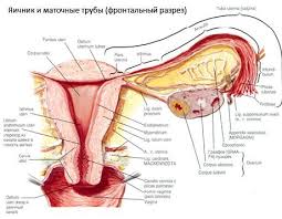1 afecţiunile inflamatorii de etiologie specifică a organelor genitale feminine. Inflamatii Genitale La Barbati Lumea Fericirii