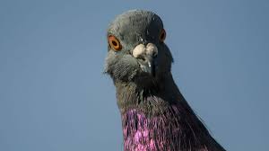 Caring for lost, abandoned, orphaned baby birds. Pigeon Watch Get To Know And Love Our Amazing City Birds Audubon