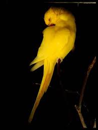 Orange Bird With Black And White Wings Yellow Bird Shades Of Yellow Beautiful Birds Bird