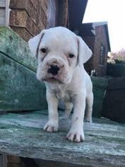 Puppyfinder Com Boxer Puppies Puppies For Sale Near Me In Wisconsin Usa Page 1 Displays 10