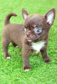Chihuahua Chocolate Del Criadero Villa Del Rey Criadero Barcelona Cachorros Animales Bonitos Perros Lindos Aves De Compania