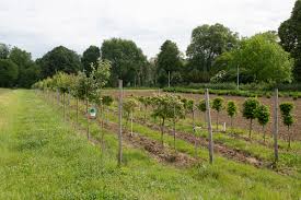 Le tuteur sera conservé sur l'arbre durant les premières années qui suivent la plantation. L Arbre A Paris Ville De Paris