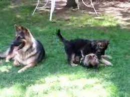 Check spelling or type a new query. Where To Find King Shepherd Puppies For Sale Dogable