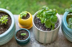 How to prune basil so it grows forever! Tips For Growing Basil In Containers