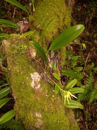 Image result for Bulbophyllum longiflorum
