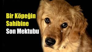 Terkedilis Hikayesi Bir Kopegin Sahibine Son Mektubu Youtube