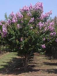 Crape Myrtle Colorful Blooms For Your Late Summer Garden A Guide To Landscape Design Maintenance
