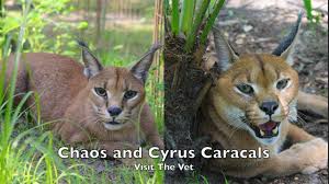 Completely unexpected this cat crossed the road at mid day in 30deg heat. Cyrus Big Cat Rescue