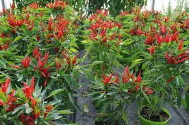 If it feels very dry, go ahead and give your pepper plants water. How Often Should You Water Pepper Plants In Pots Krostrade
