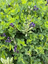 Image result for Ruspolia australis