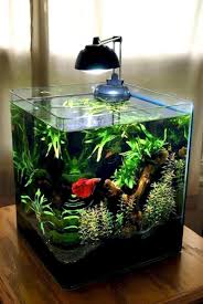 53 Aquarium Design Ideas That Make Your Home Look Beauty Matchness Com Betta Fish Tank Tropical Fish Tanks Betta Aquarium