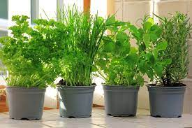 Maybe you would like to learn more about one of these? Cara Menanam Sayuran Dan Tanaman Herbal Di Lahan Terbatas Halaman All Kompas Com