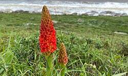 Image result for Disa cryptantha