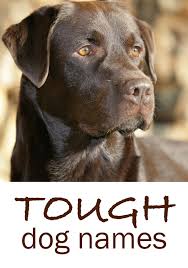 Black And Brown Dog Names Tough Dog Names Scary Fierce Strong Guard Dog Inspired Ideas Tough Dog Names Dog Names Dog Names Male
