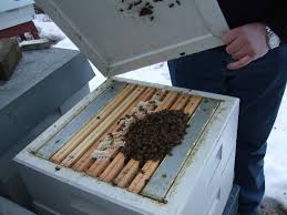 Перегляньте приклади bikube перекладу речень, прослухайте вимову та вивчіть граматику. Norsk Birokt Norsk Birokt