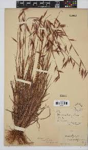 Image result for Monocymbium