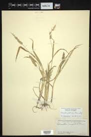 Image result for Echinochloa brevipedicellata