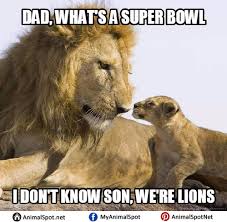 Lions Super Bowl Meme Lion Memes Animal Memes Funny Animal Memes