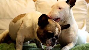 See pictures and videos of the frenchtons from around the world! French Bulldog And English Bullterrier In Love Youtube