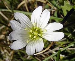 Image result for Cerastium afromontanum