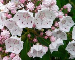 Maybe you would like to learn more about one of these? Pennsylvania State Flower Mountain Laurel