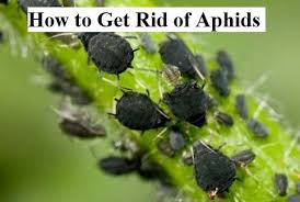 Companion planting can help discourage aphids from taking up residence. How To Get Rid Of Aphids On Indoor Plants Gardens Nursery