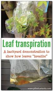 How Leaves Breathe A Backyard Demonstration Of Leaf Transpiration Science Activities For Kids Preschool Science Science Experiments Kids