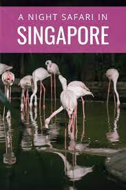 Singapore Night Safari Good Idea Singapore Travel Singapore Singapore Zoo