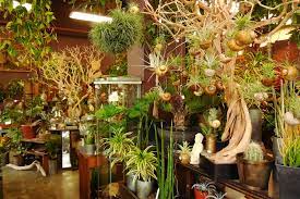 Utsuwa Floral Design | Shopping in Lower Nob Hill, San Francisco