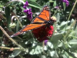 Maybe you would like to learn more about one of these? California S Monarch Butterflies May Be In Extinction Spiral Kpbs