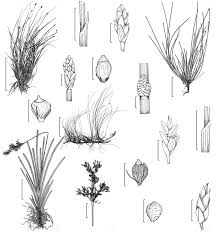 Image result for Eleocharis complanata