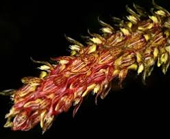 Image result for Bulbophyllum prorepens